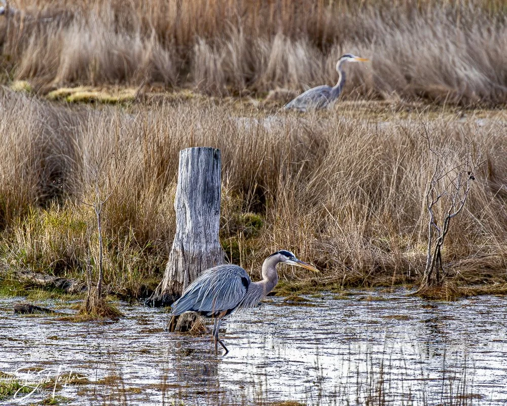 20241229-12-29-24 SASP -31.jpeg