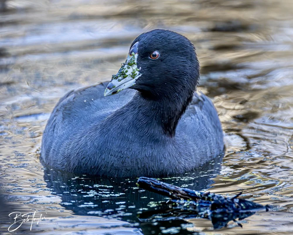 20241201-SASP 12-01-24 -6.jpeg