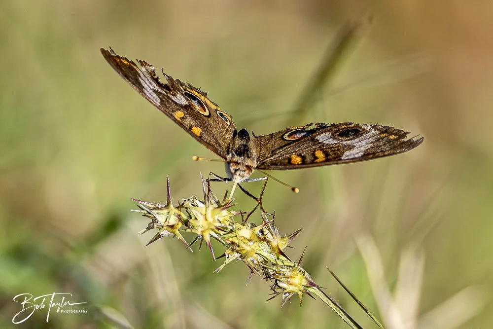 20241201-SASP 12-01-24 -33.jpeg