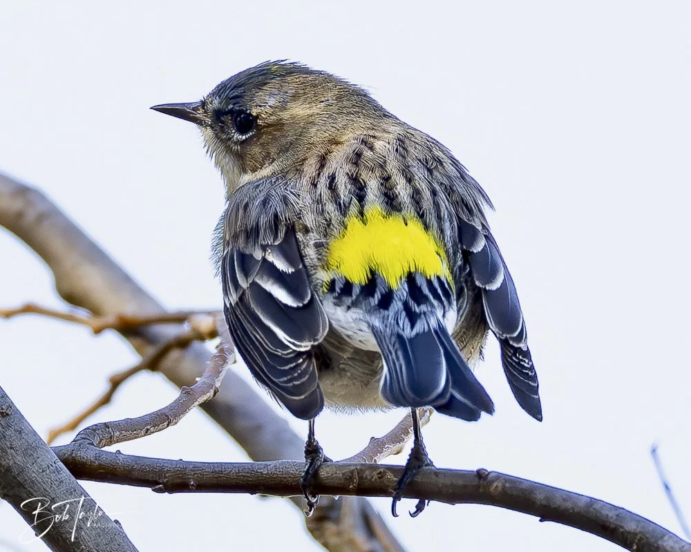 20241201-SASP 12-01-24 -7.jpeg