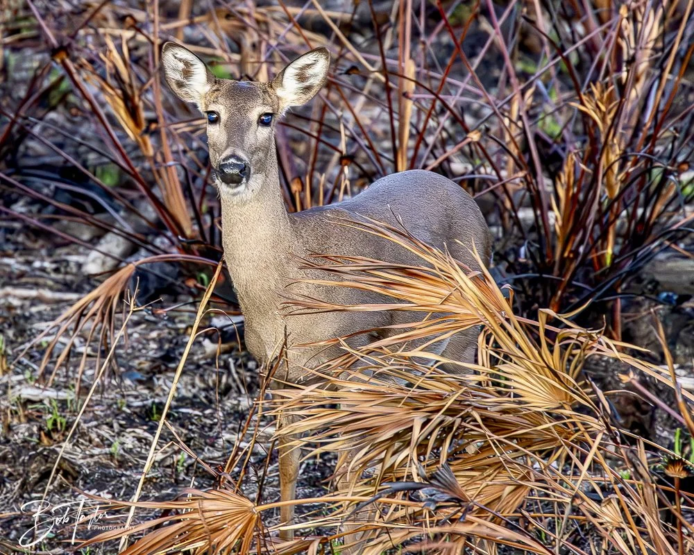 20241229-12-29-24 SASP -33.jpeg