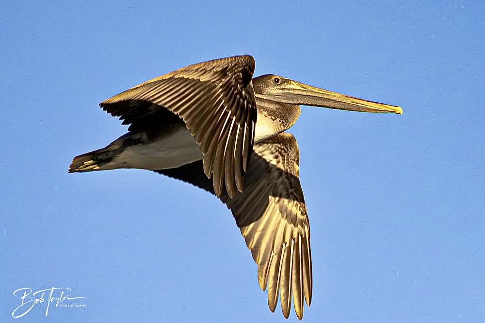 20241229-12-29-24 SASP -6.jpeg