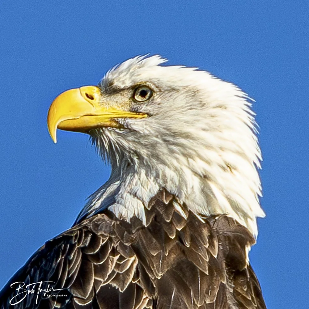 20241201-SASP 12-01-24 -18.jpeg