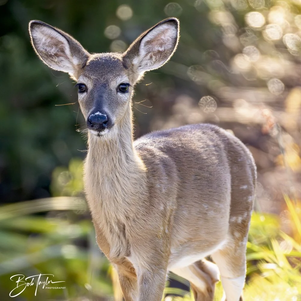 20241201-SASP 12-01-24 -26.jpeg