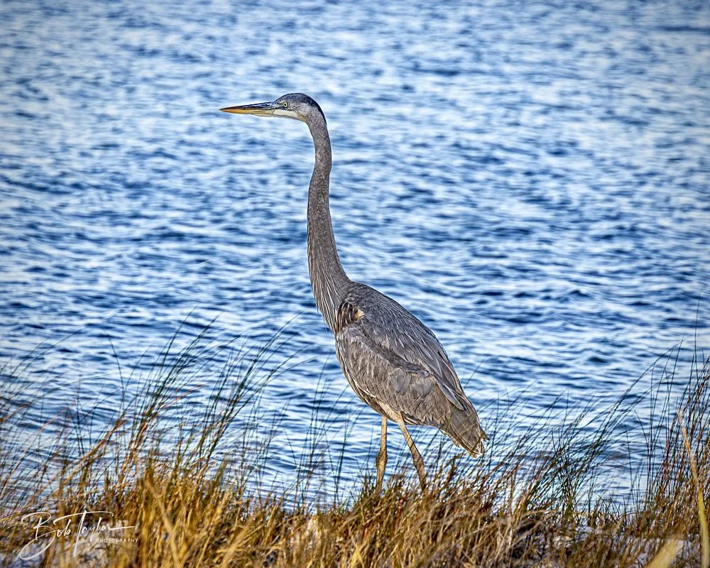 20241229-12-29-24 SASP -4.jpeg