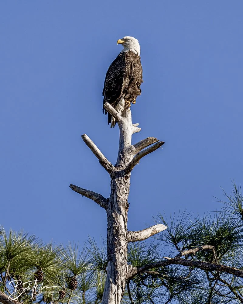 20241201-SASP 12-01-24 -12.jpeg