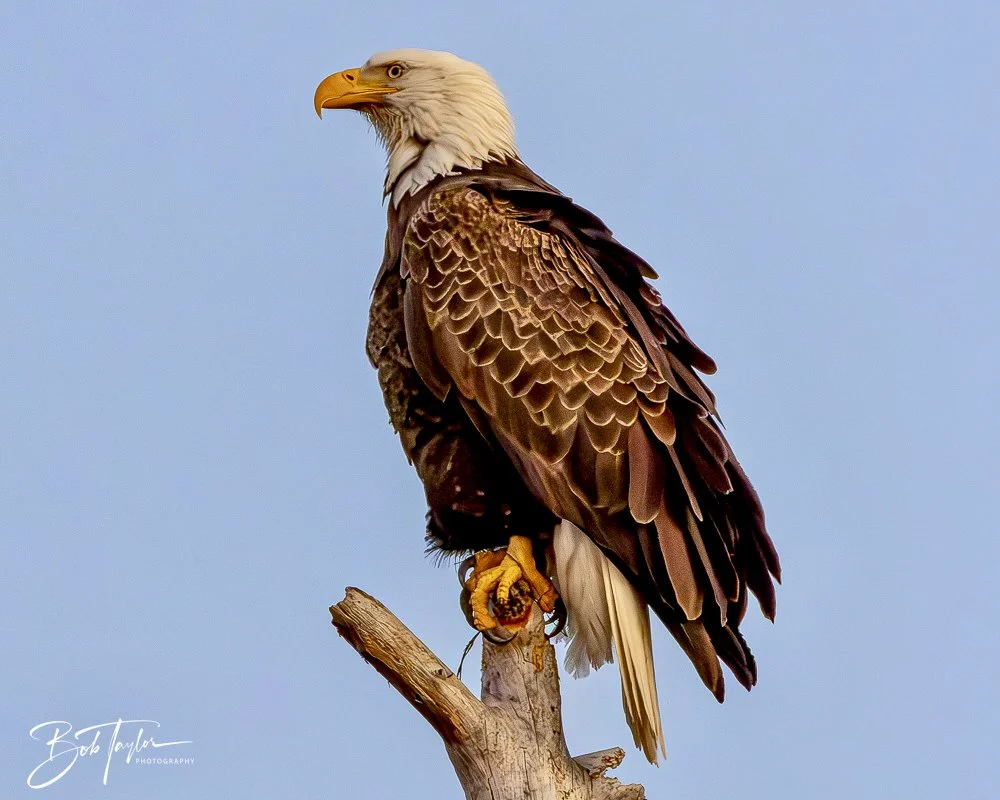 20241220-SASP Sunset -14.jpeg