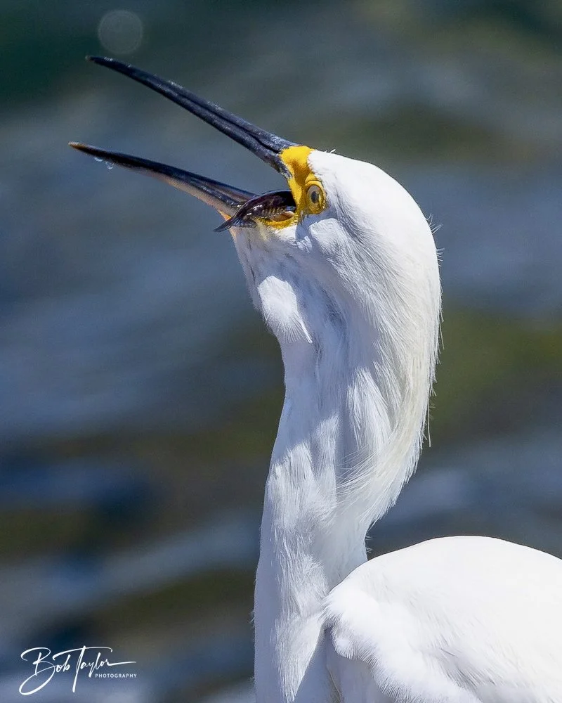 20240823-08-23-24 SASP -26.jpeg