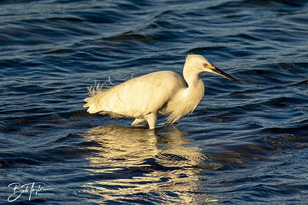 20241229-12-29-24 SASP -10.jpeg