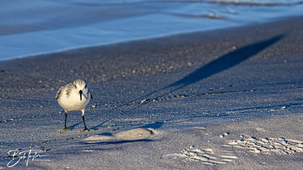 20241229-12-29-24 SASP -9.jpeg