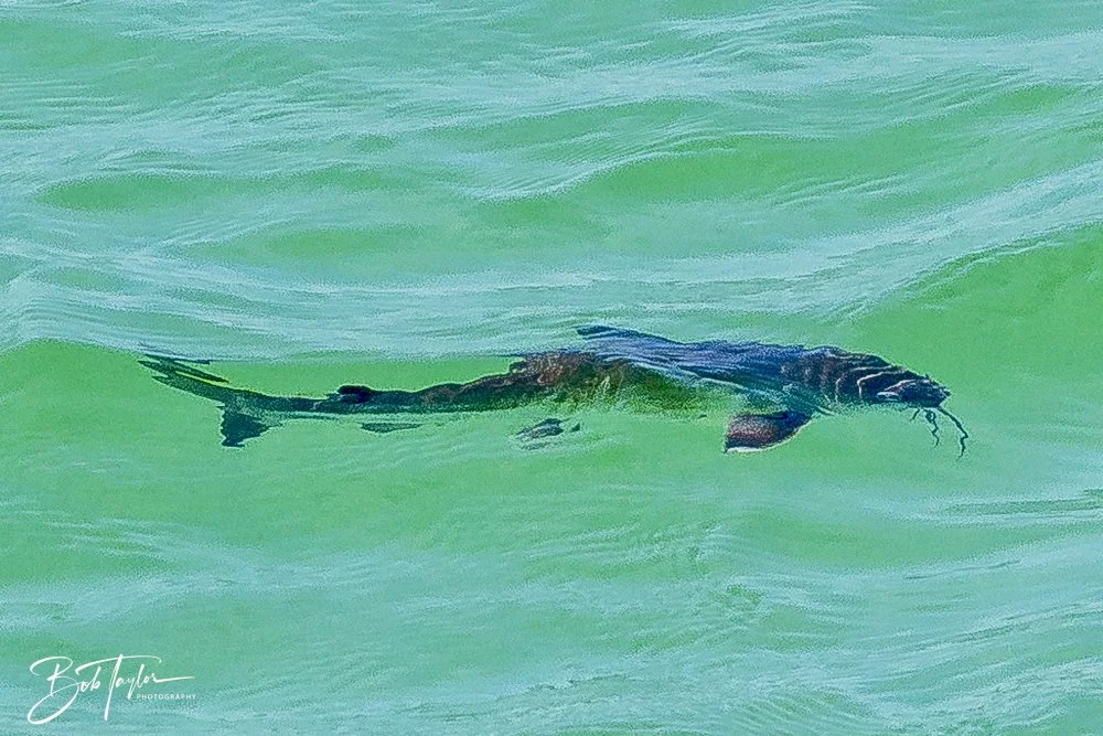 20240823-08-23-24 SASP -48.jpeg