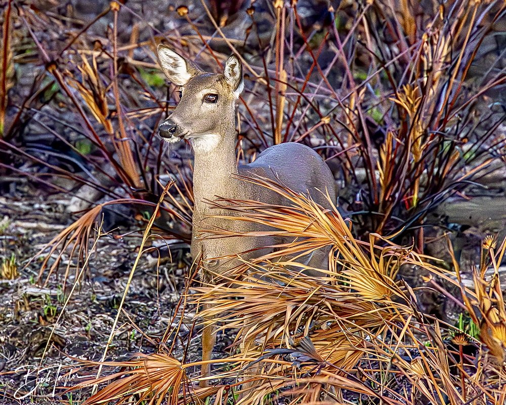 20241229-12-29-24 SASP -34.jpeg