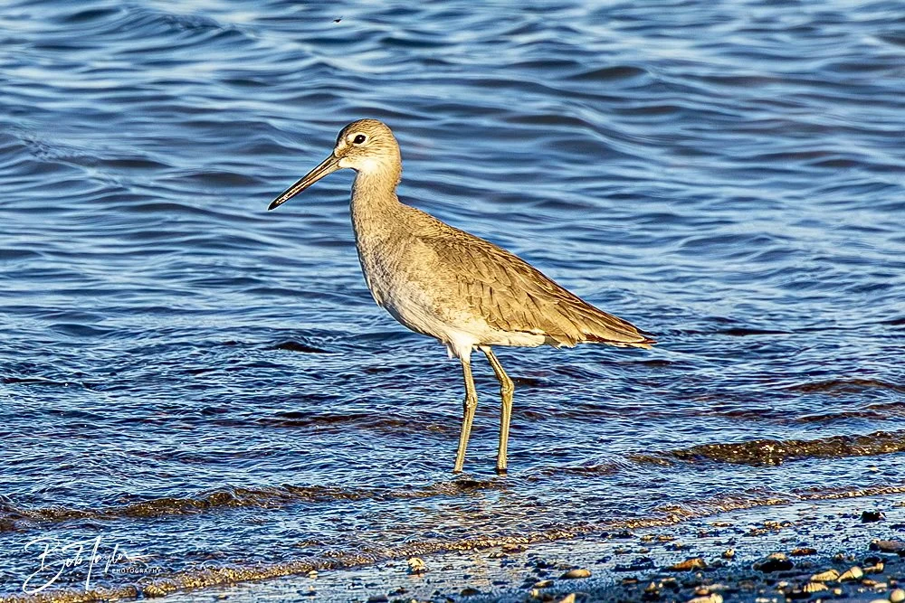 20241229-12-29-24 SASP -11.jpeg