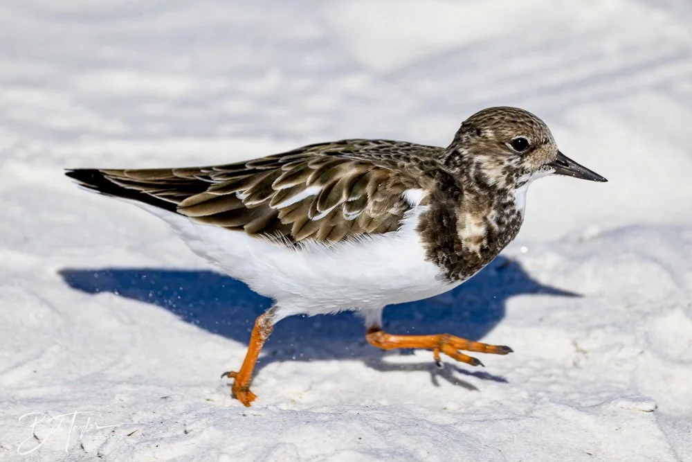 20241201-SASP 12-01-24 -1.jpeg