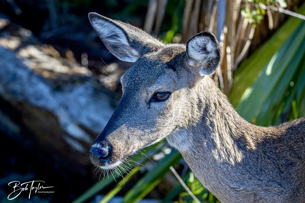 20241201-SASP 12-01-24 -20.jpeg