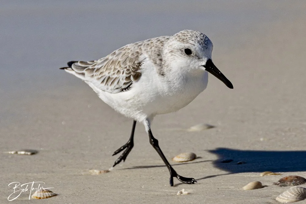 20241201-SASP 12-01-24 -2.jpeg