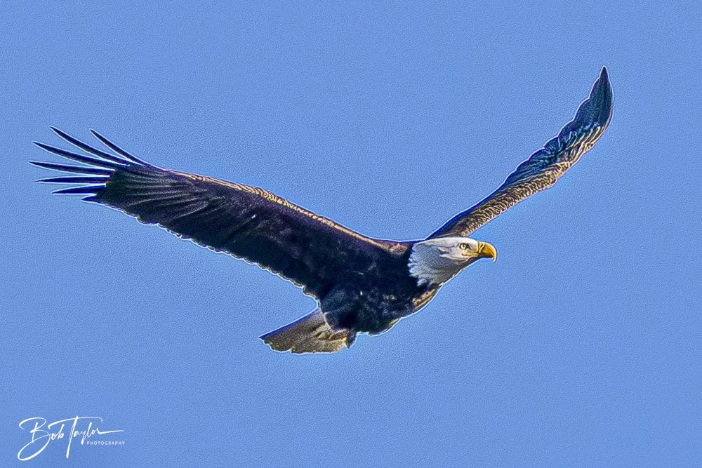 20241201-SASP 12-01-24 -39.jpeg