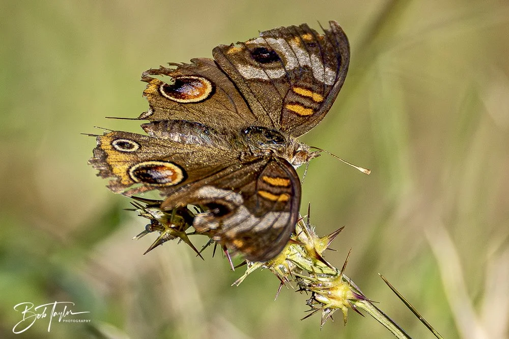 20241201-SASP 12-01-24 -34.jpeg