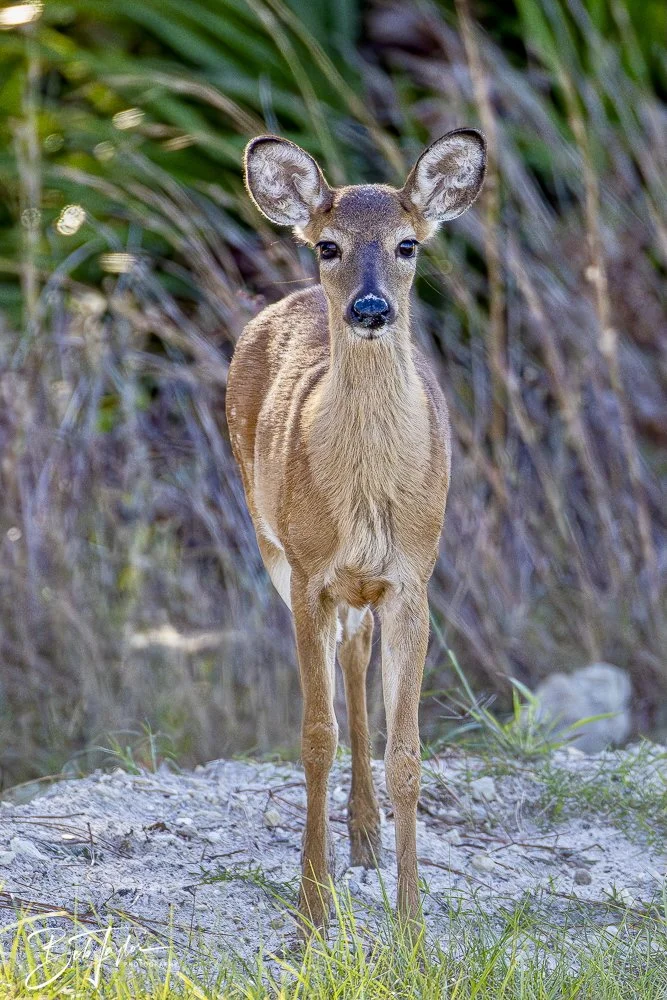 20241201-SASP 12-01-24 -23.jpeg