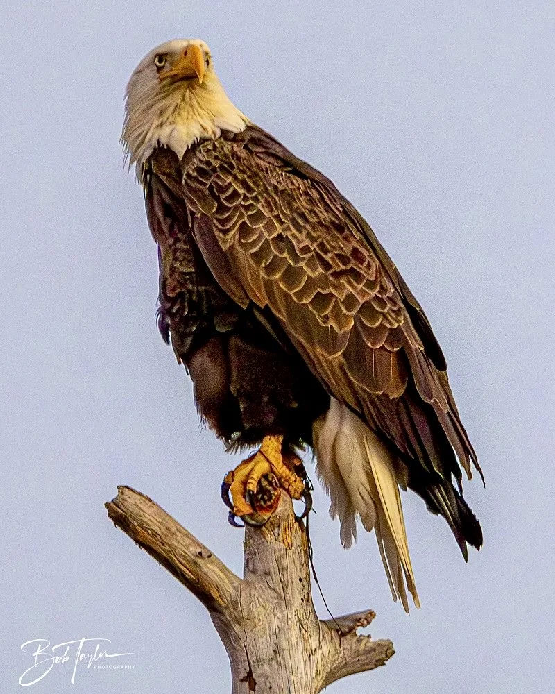 20241220-SASP Sunset -17.jpeg