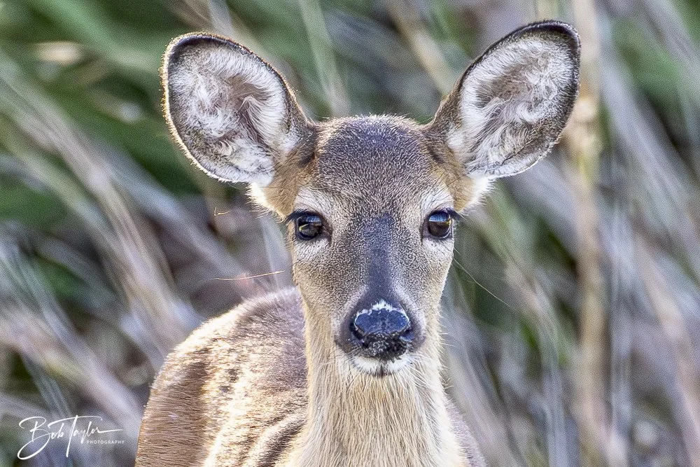 20241201-SASP 12-01-24 -24.jpeg