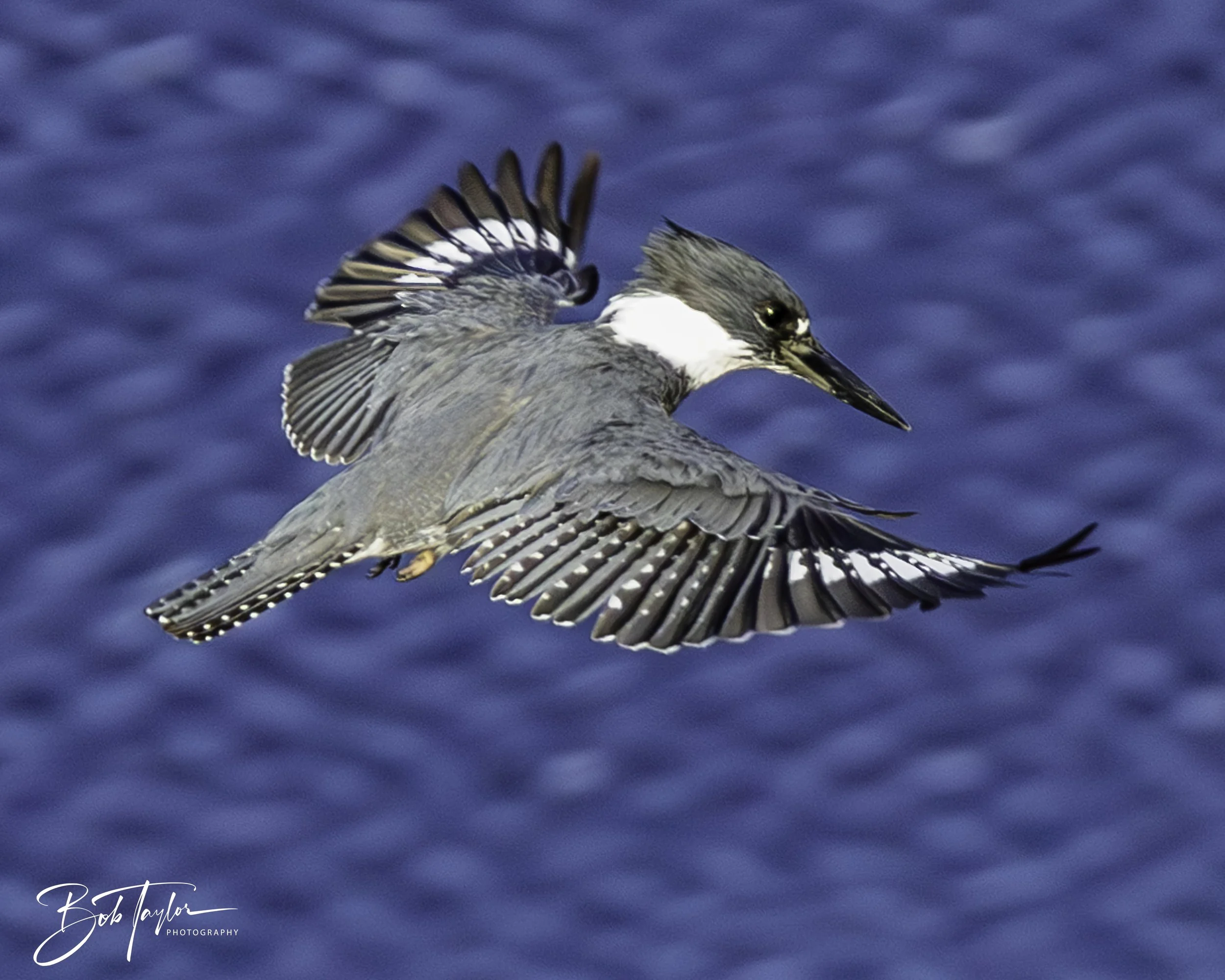 Kingfisher 5x4 blog--2.jpg