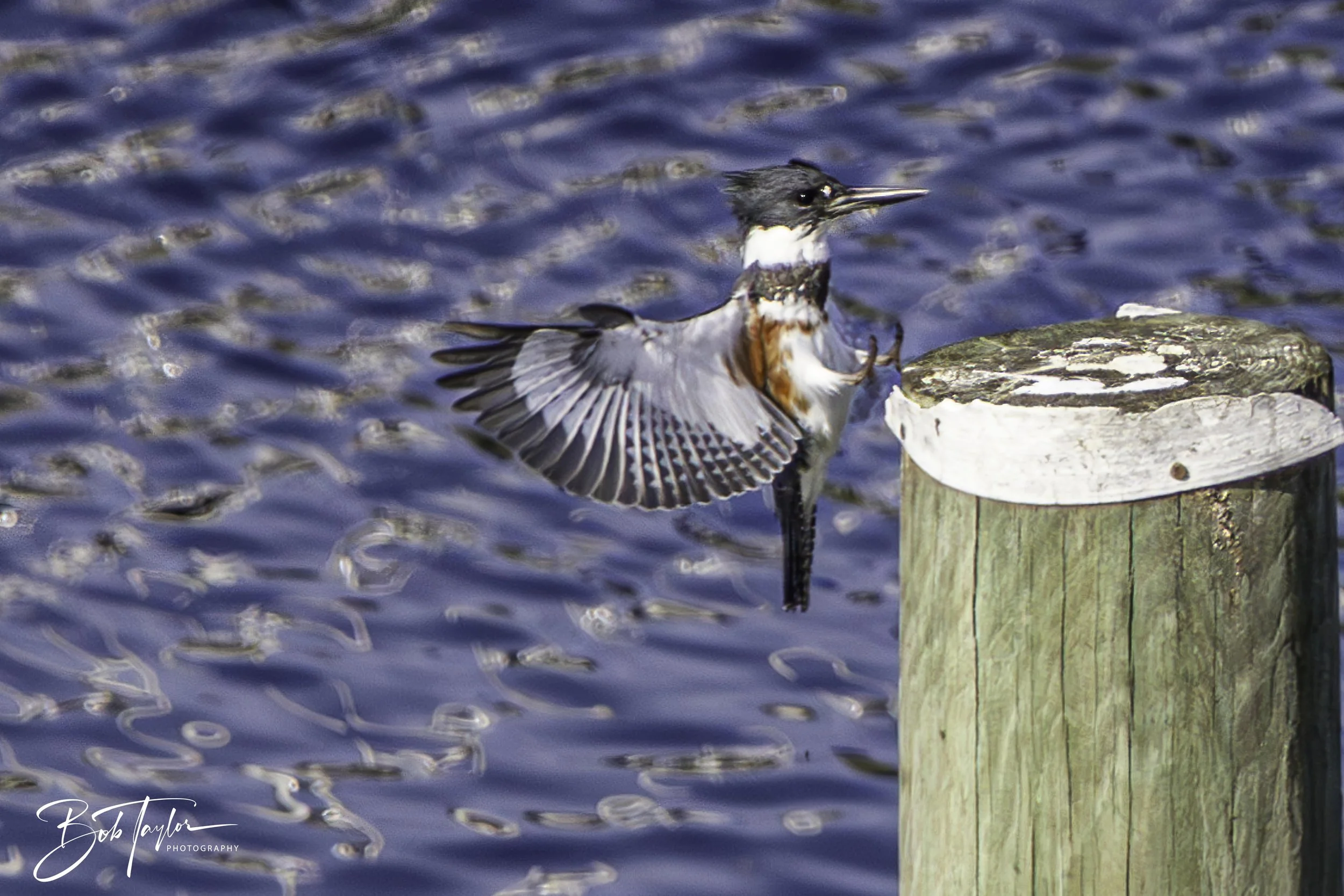 Kingfisher 5x4 blog-3.jpg