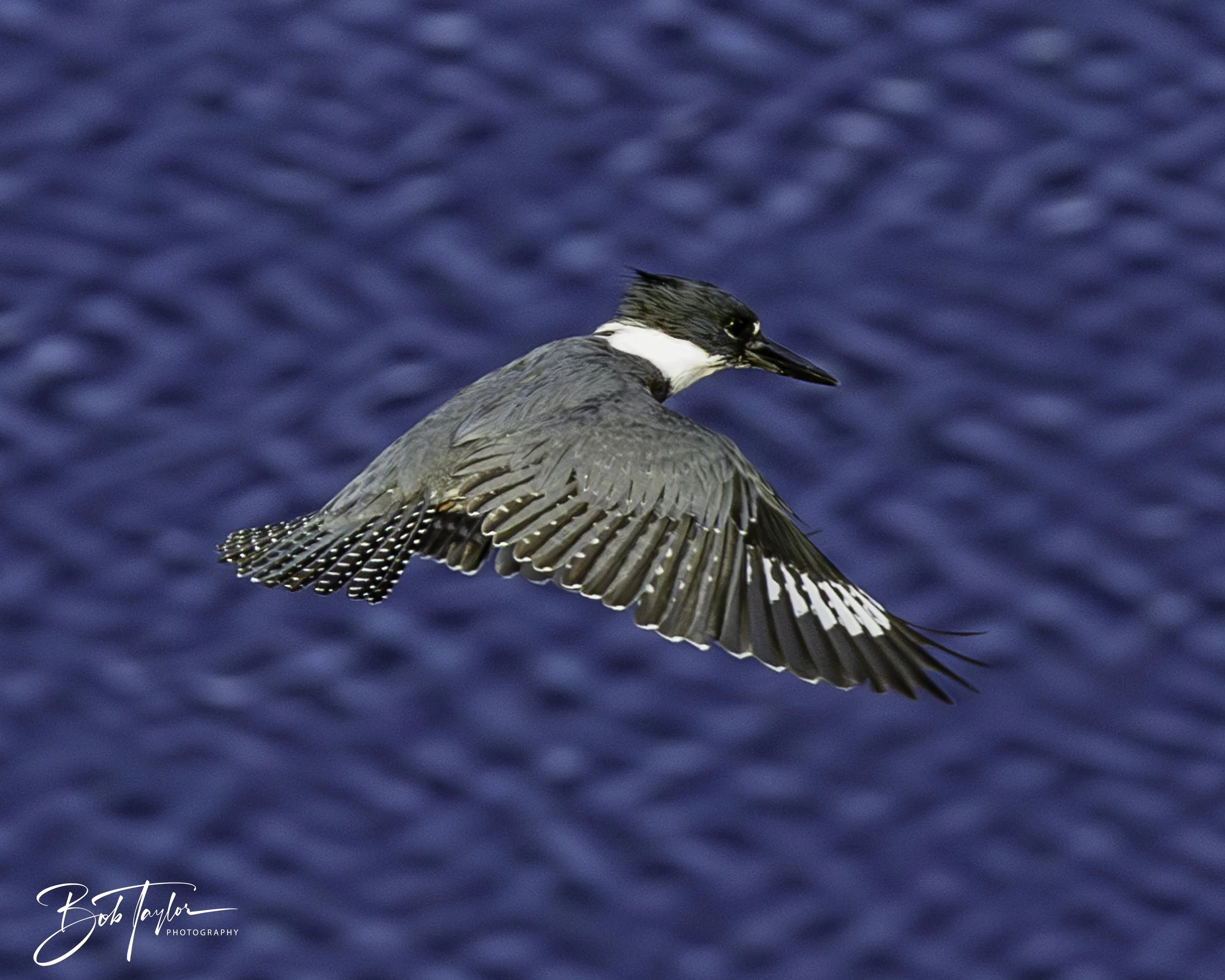 Kingfisher 5x4 blog--4.jpg