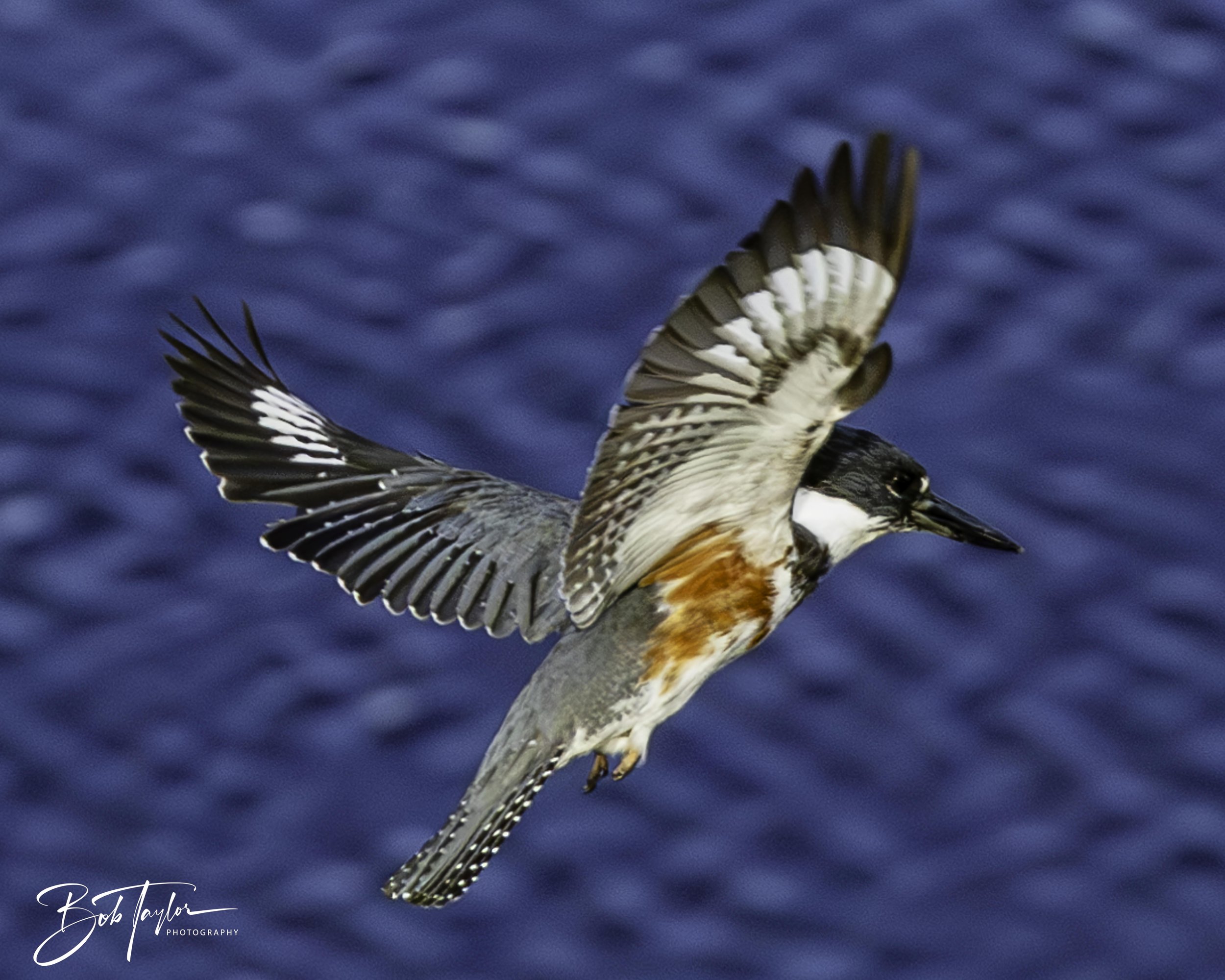 Kingfisher 5x4 blog--5.jpg