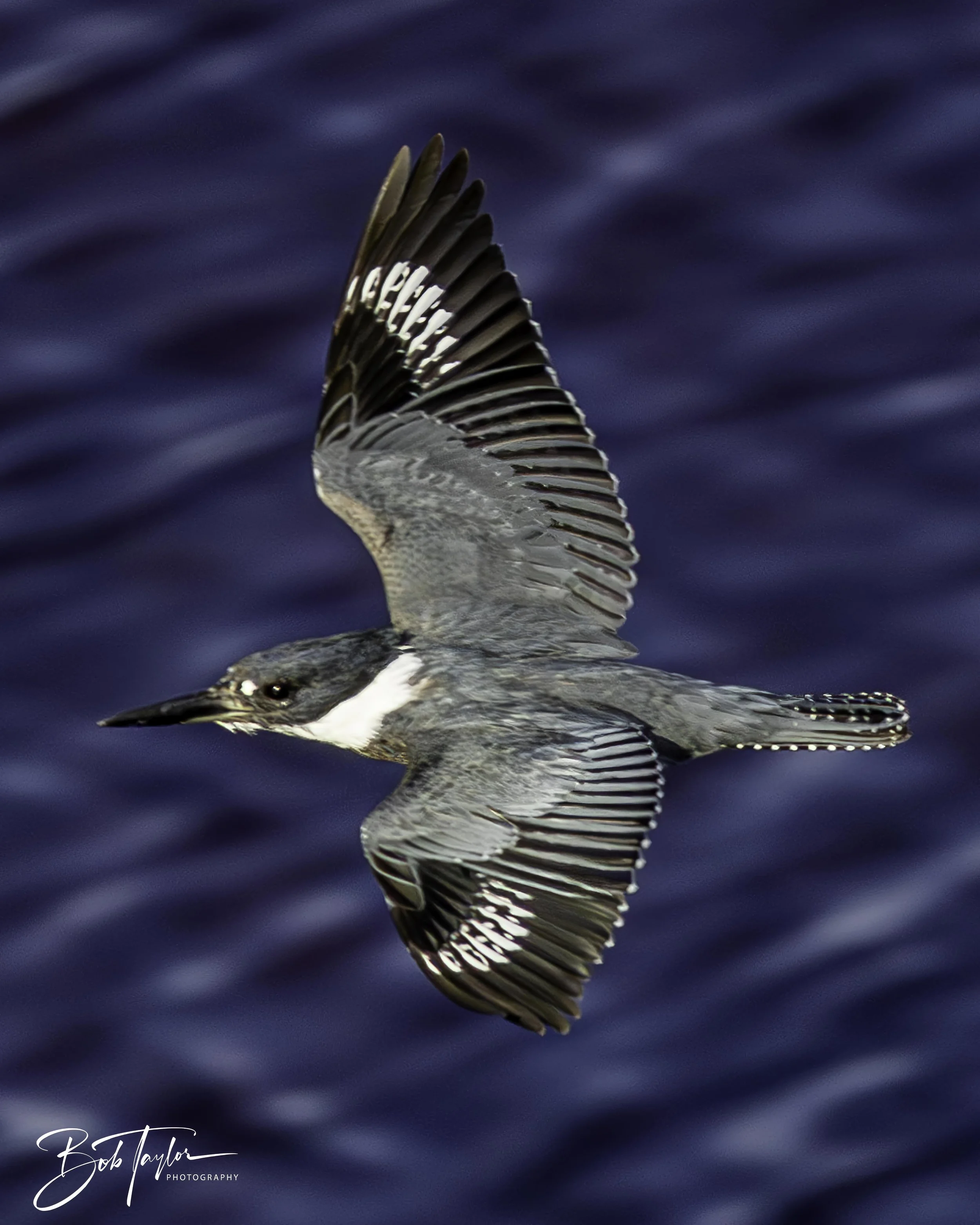 Kingfisher 5x4 blog--8.jpg