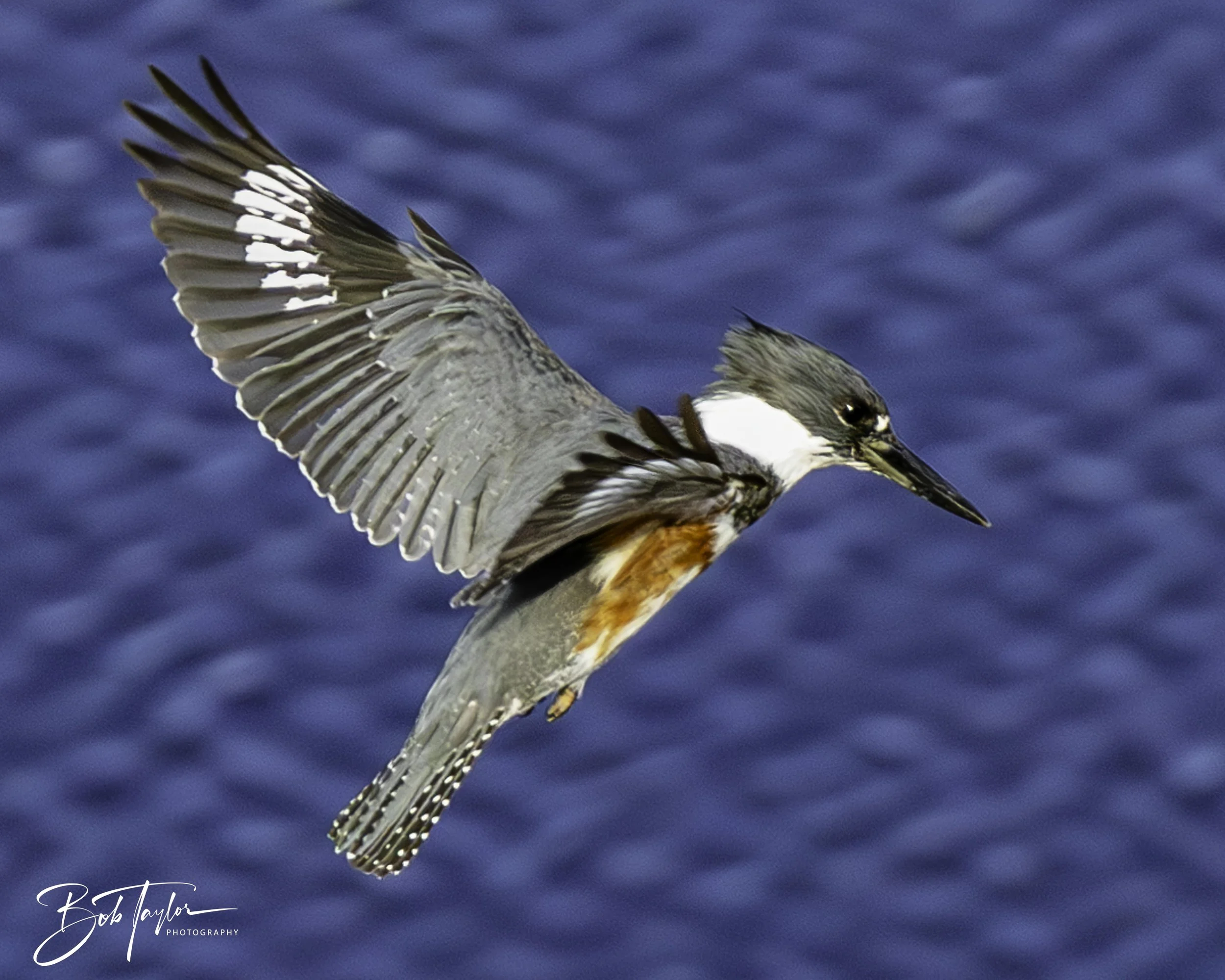 Kingfisher 5x4 blog--3.jpg