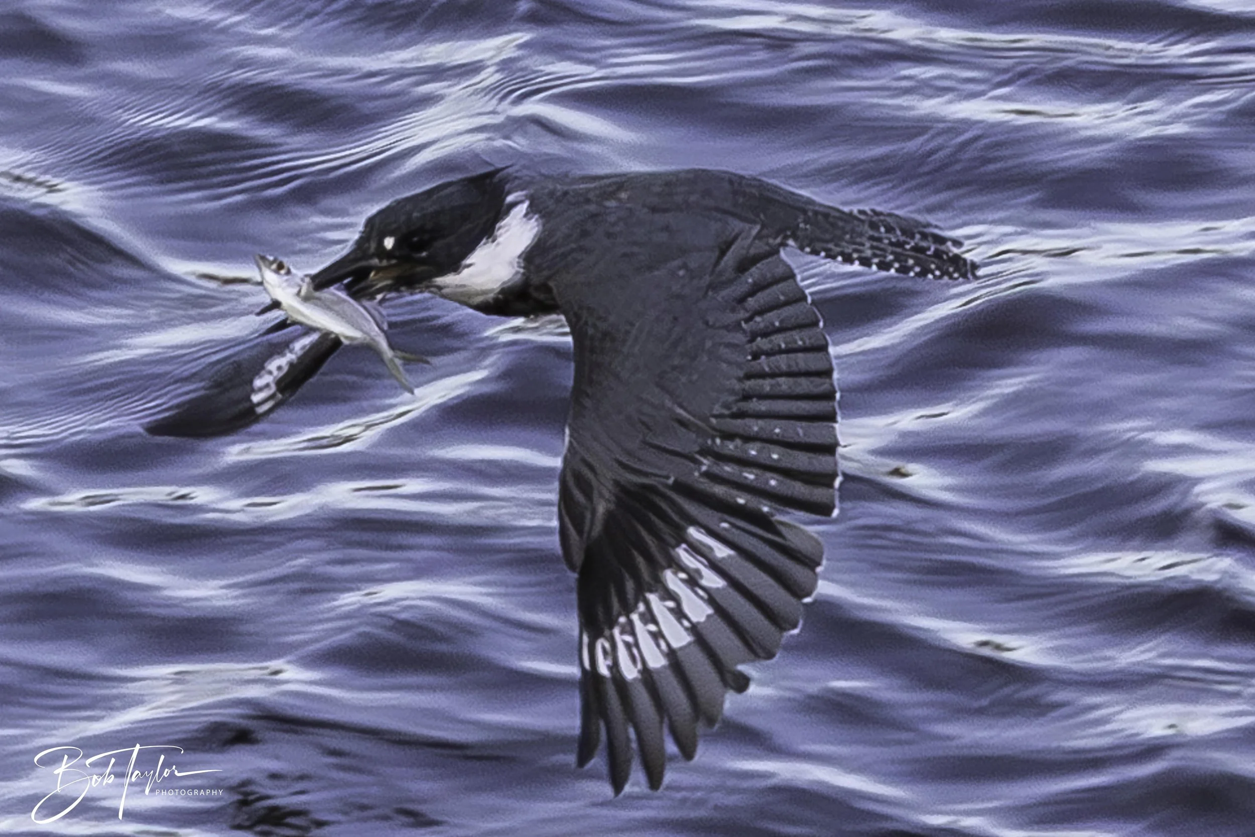 Kingfisher 5x4 blog--9.jpg