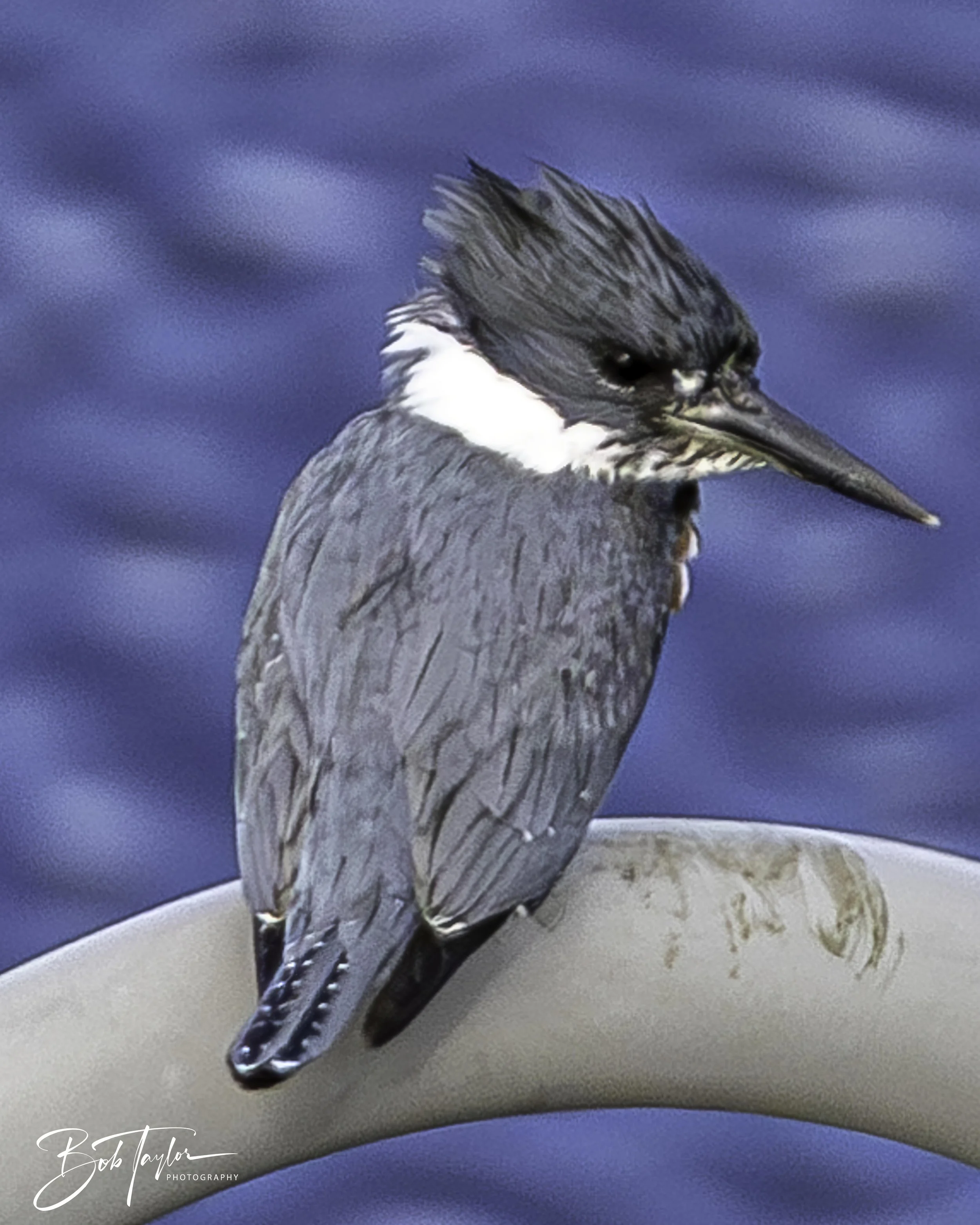 Kingfisher 5x4 blog-.jpg