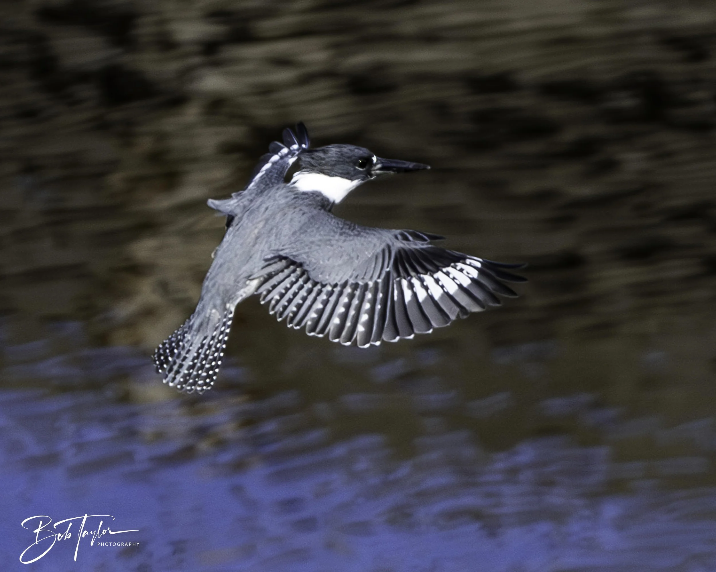 Kingfisher 5x4 blog--6.jpg