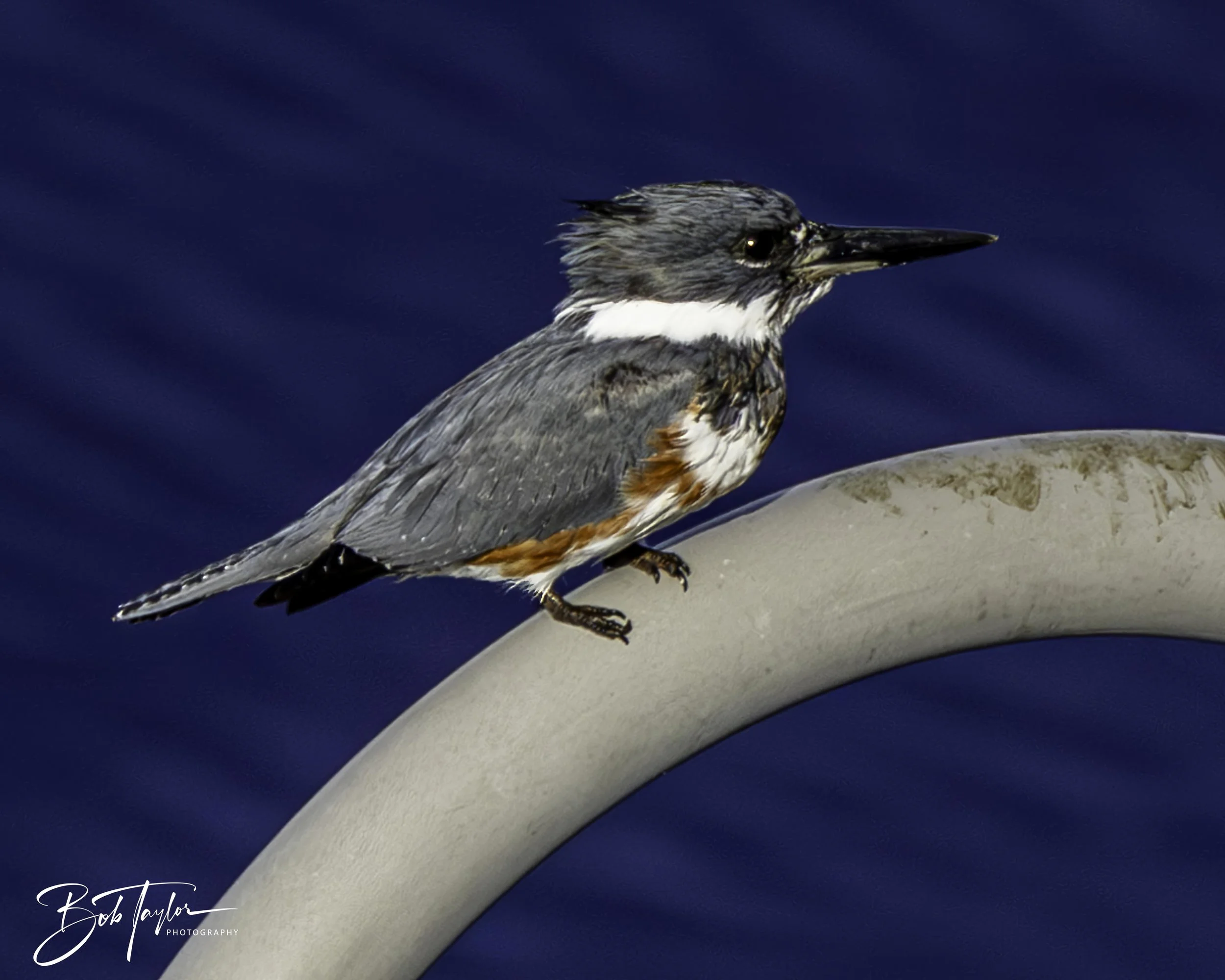 Kingfisher 5x4 blog--7.jpg