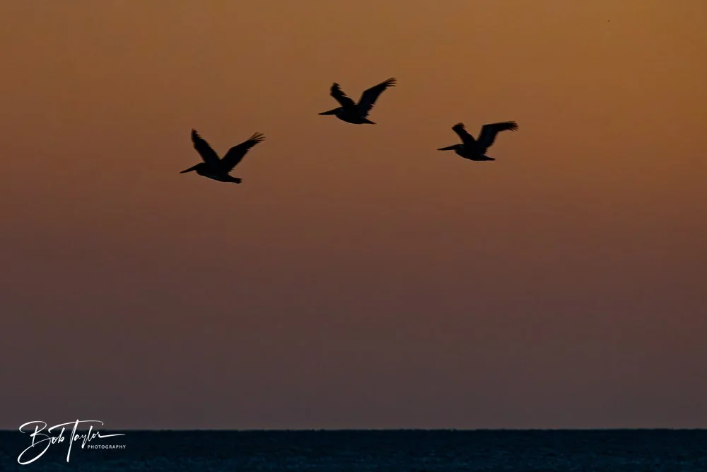 20251103-SASP Sunset Pier -23.jpg