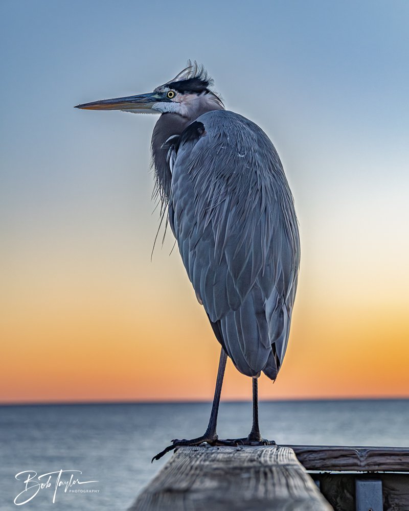 20251103-SASP Sunset Pier -15.jpg