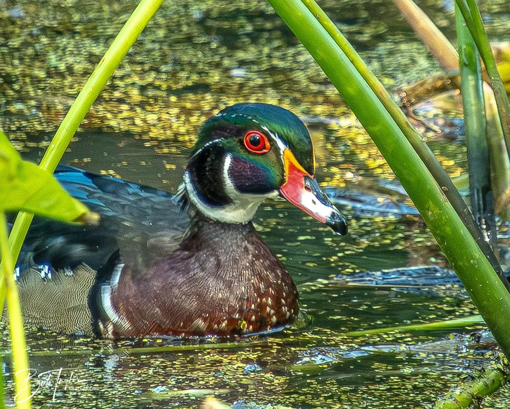 20250913-RV Birds -16.jpg