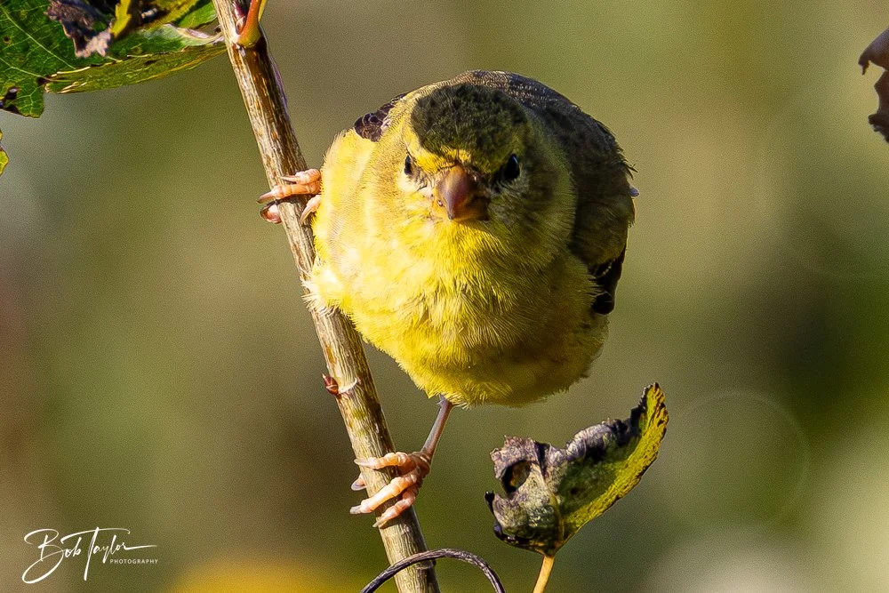 20250909-RV Birds -2.jpg