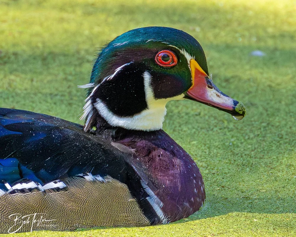 20250914-RV Birds -31.jpg