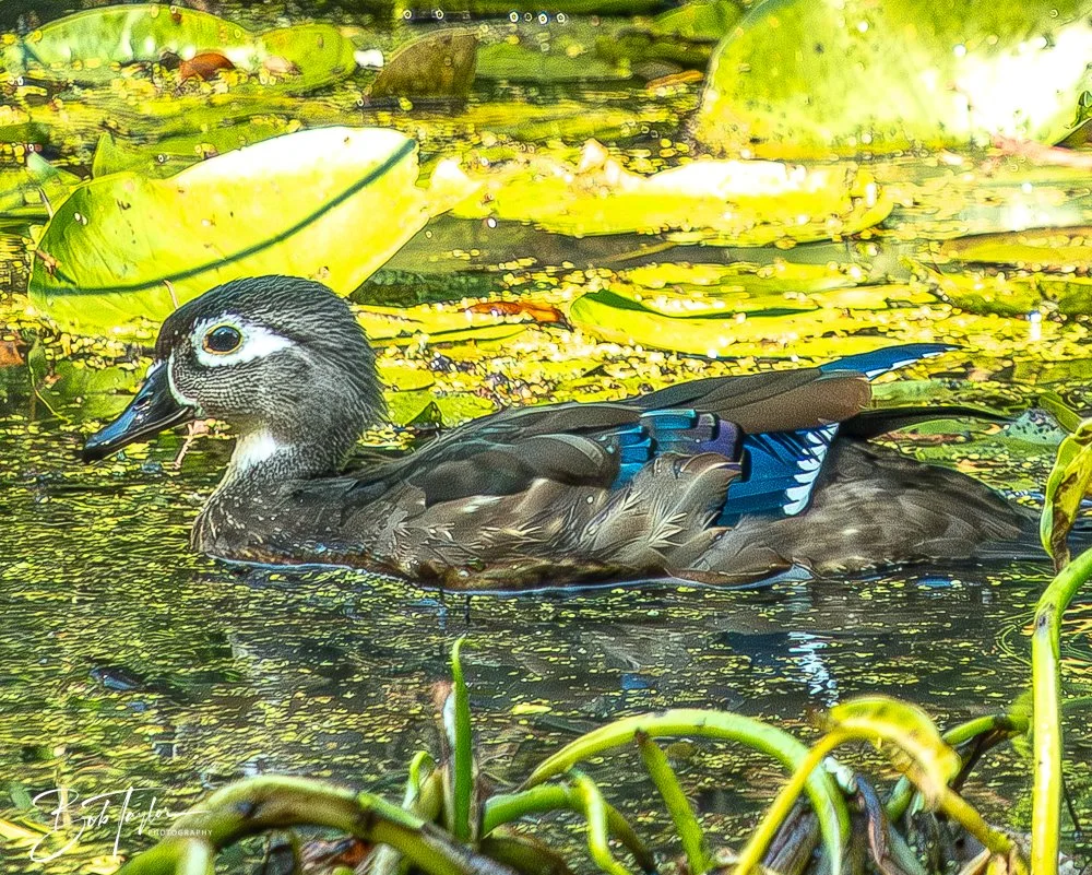 20250913-RV Birds -13.jpg