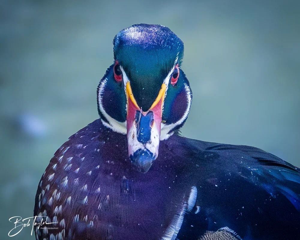 20250914-RV Birds -28.jpg