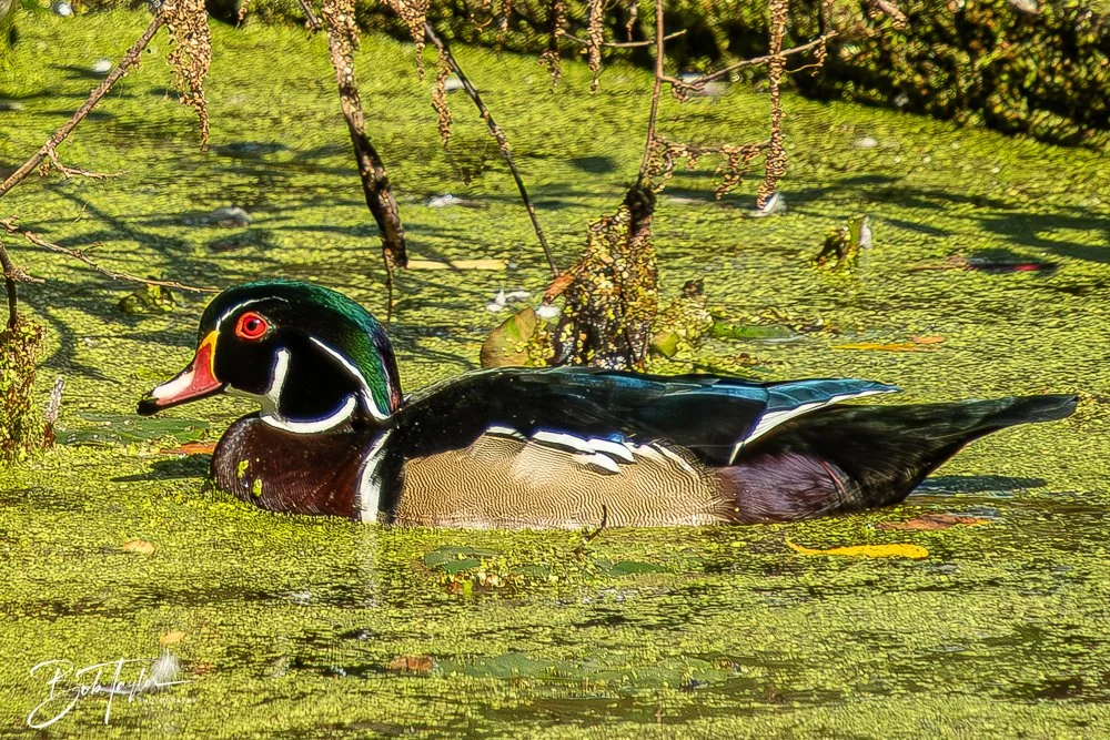 20250913-RV Birds -18.jpg