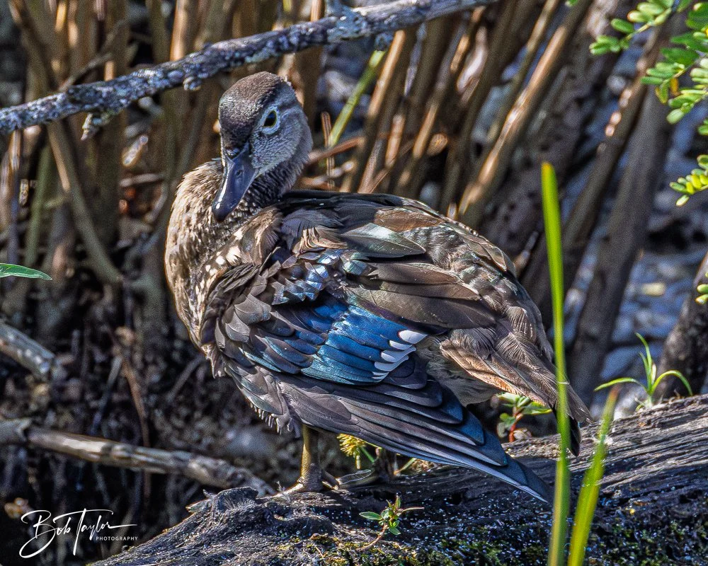 20250914-RV Birds -27.jpg