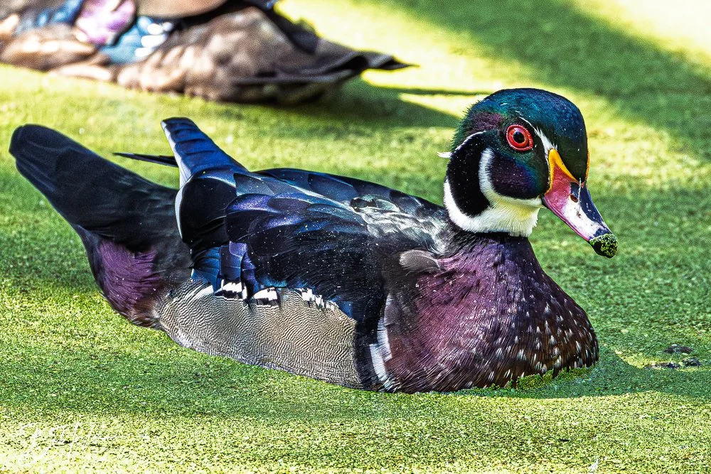 20250914-RV Birds -29.jpg