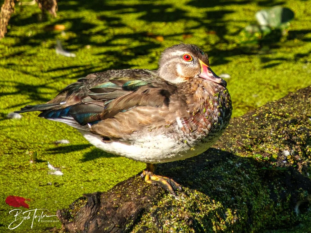 20250913-RV Birds -8.jpg