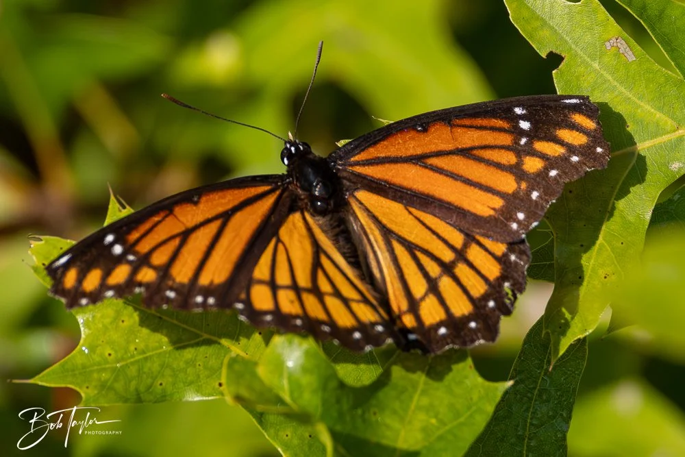 20250909-RV Birds -3.jpg