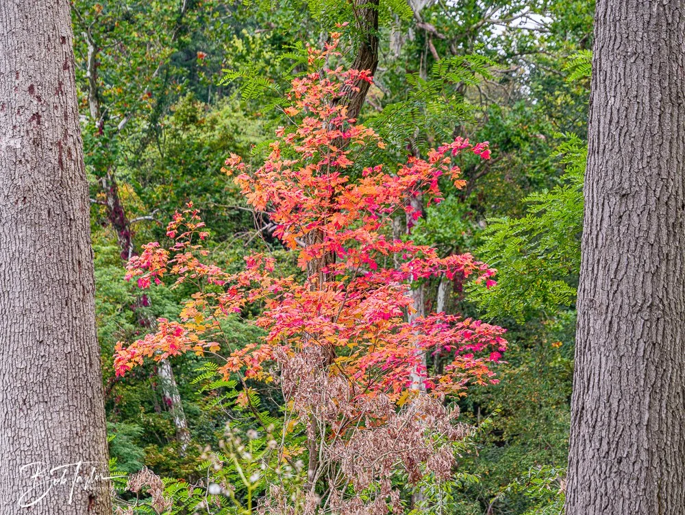 20250913-Cuyahoga Hikes -45.jpg