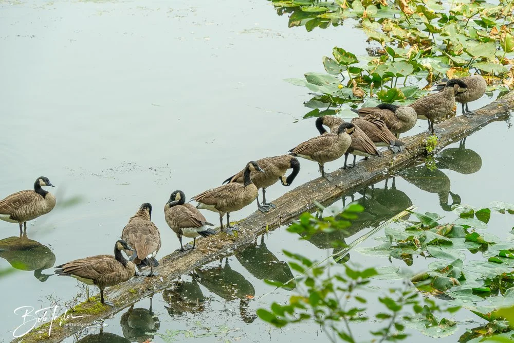 20250913-RV Birds -20.jpg