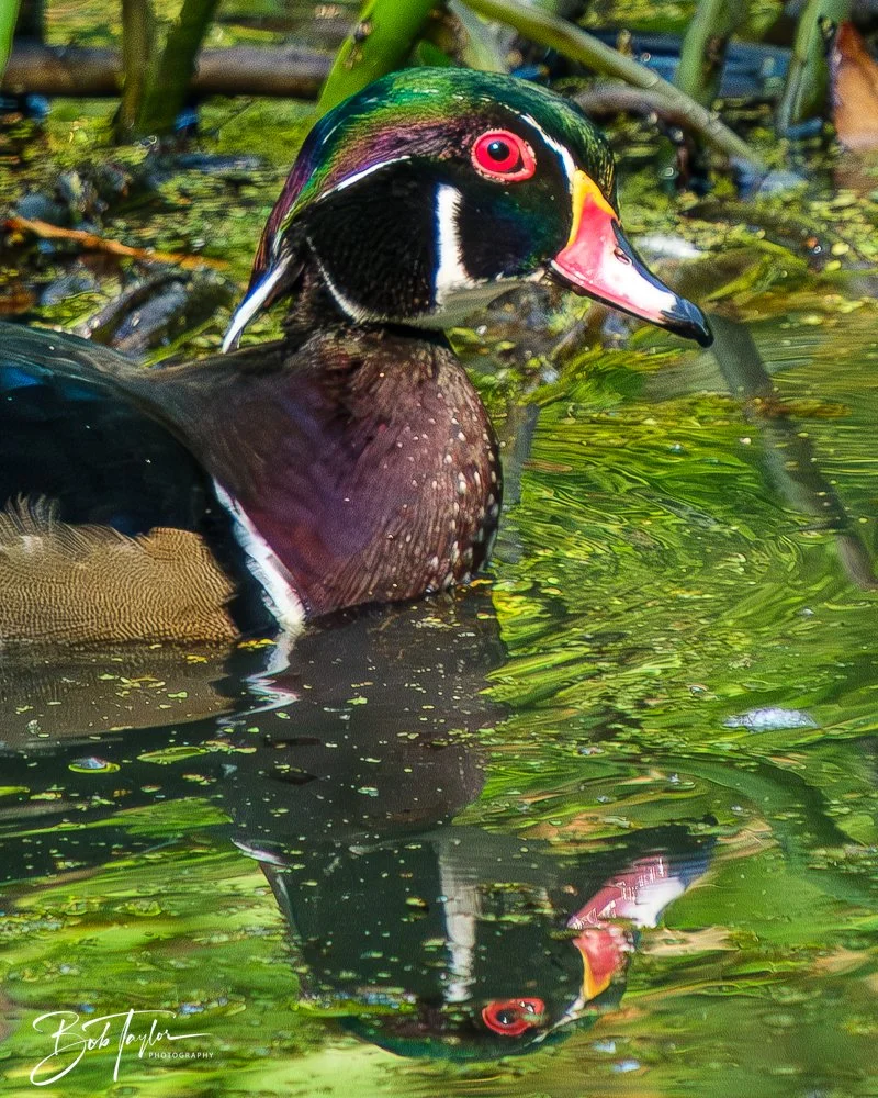 20250913-RV Birds -15.jpg